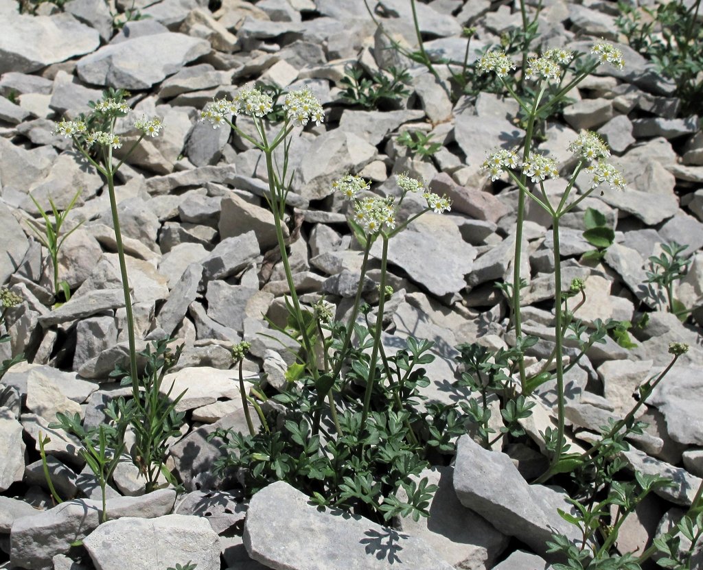 Heracleum pumilum